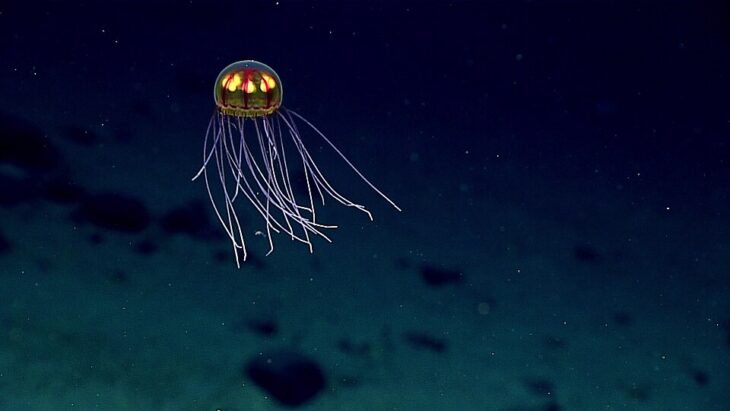 Deep sea jellyfish